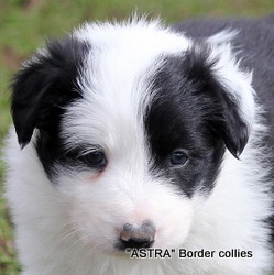 Black and white Male, Medium to Rough coated, Border collie puppy